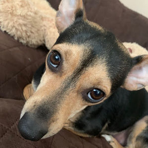 Meet your Posher, Abigail